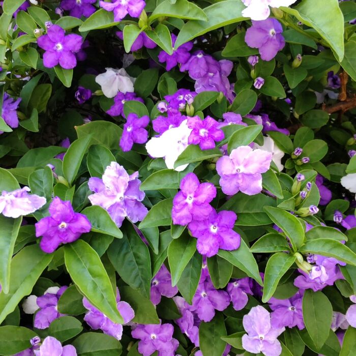 「5月の身近な有毒植物」天使のような可憐な顔して、実は恐ろしい?ジャスミンのような香り漂う魅惑の花♡