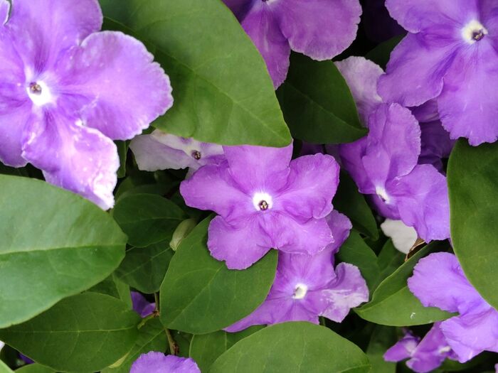 ニチニチ草にも似た花ですねー!