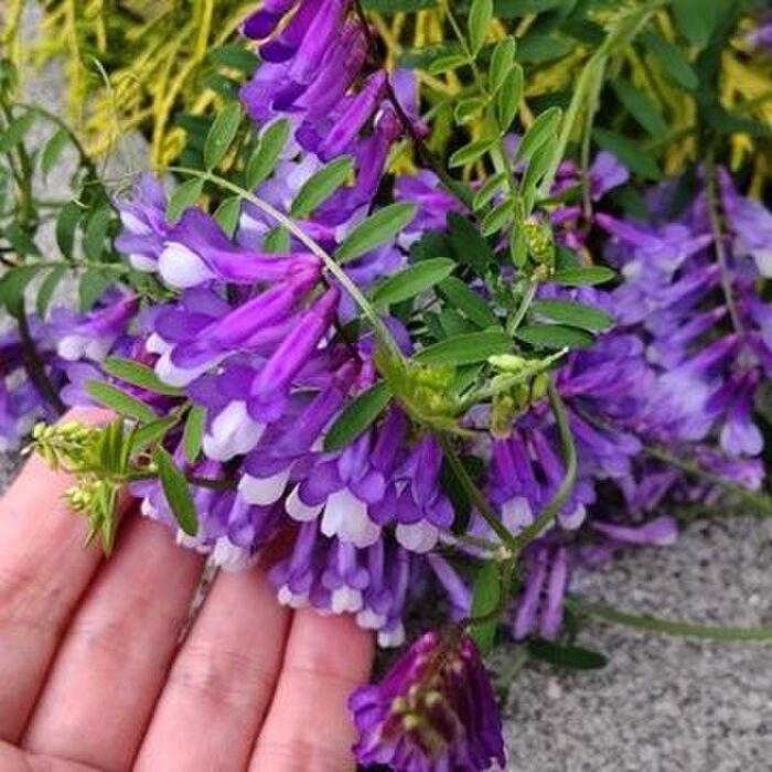 実は「帰化植物」で、この植物は生態系に被害を与える外来種として指定されています。