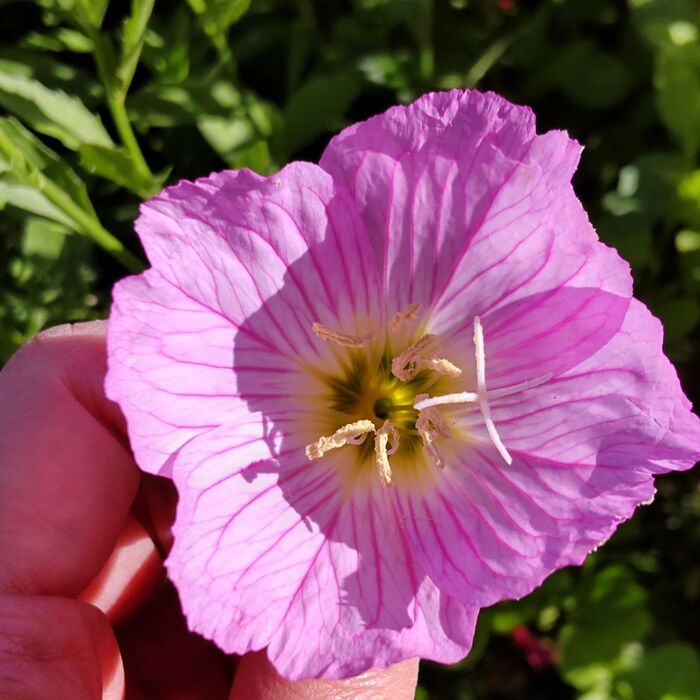 ヒルザキツキミソウの花言葉は「清純」「無言の愛」「固く結ばれた愛」「自由な心」