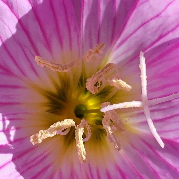 お花の中心部の拡大です。