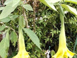 「5月の道端の猛毒植物」お子様注意!失明の恐れ?幻覚、命に関わる?「キダチチョウセンアサガオ」って?