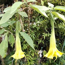 「5月の道端の猛毒植物」お子様注意!失明の恐れ?幻覚、命に関わる?「キダチチョウセンアサガオ」って?