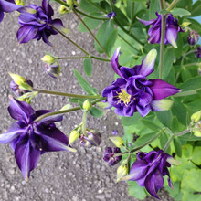 【5月道場の有毒雑草】お子様・ペット要注意な「オダマキ」の不思議なところとは?種ってどんなの?