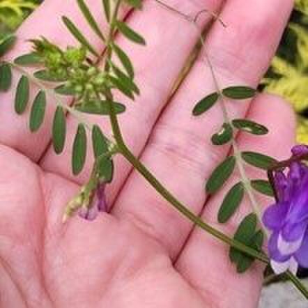 色々な植物に巻き付く、マメ科らしい蔓性。