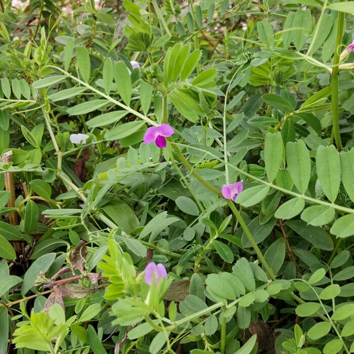 【5月道端の雑草】イザという時の為に!カスノエンドウの実、家庭菜園の「えんどう豆」の不思議とは?