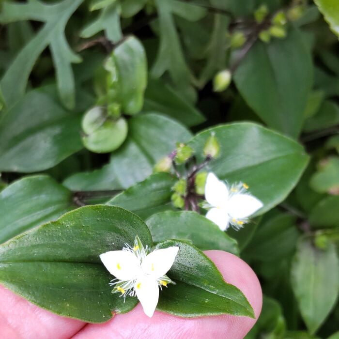 トキワツユクサの花言葉は「尊敬」です。
