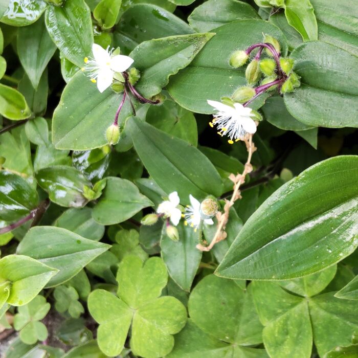 この植物は「トキワツユクサ(常磐露草)」です。別名「ノハカタカラクサ」。