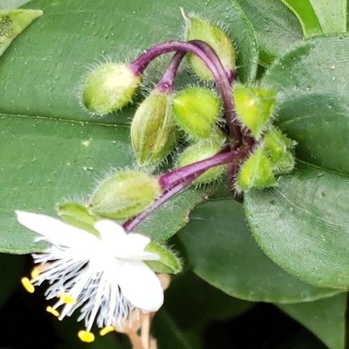 茎や花柄(かへい)は紫色です。紫色は、毒々しいですが、「毒」はありません。
