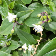 【5月道端の雑草】清楚で可愛いですが、要注意外来生物!驚きの事実とは?