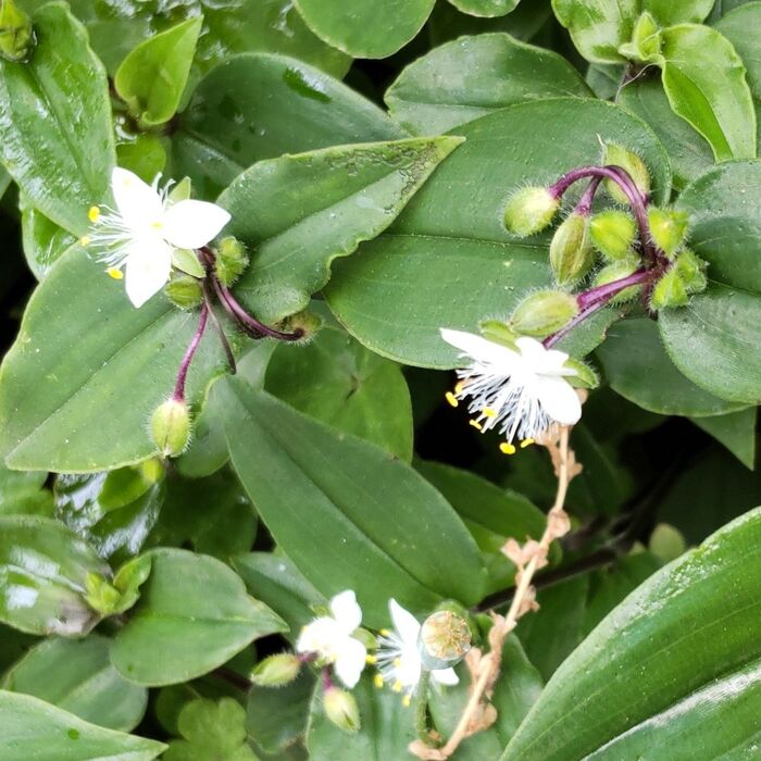 【5月道端の雑草】清楚で可愛いですが、要注意外来生物!驚きの事実とは?