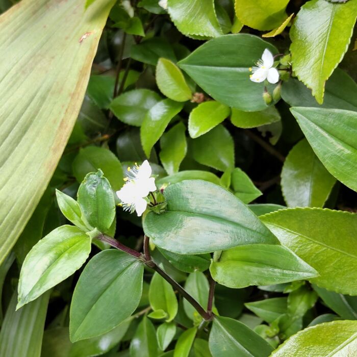 清楚で可愛いですが、「要注意外来生物」なんです!