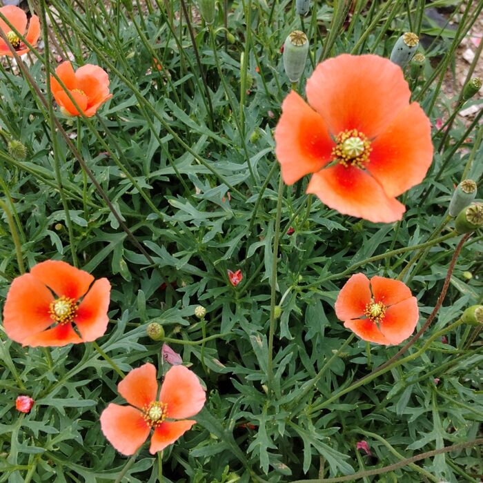 【5月道端の危険な雑草】お子様注意!「オレンジ色の花」ナガミヒナゲシの滴る汁と種の中身がヤバい!