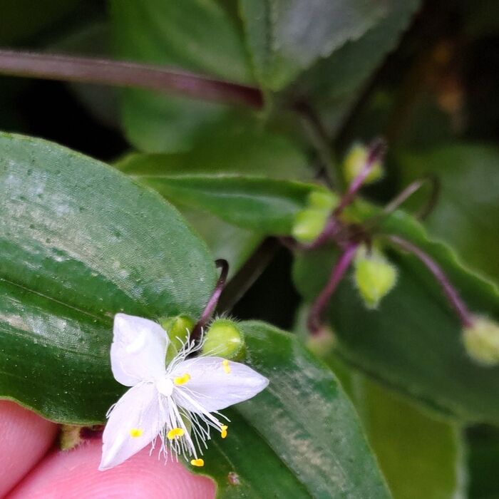 直径約15mmほどの白く可愛い3弁の花を咲かせます。撮影時期は、5月の2週目です。