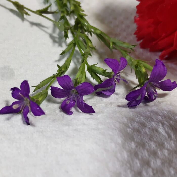 【5月道端の雑草】知ってる?はじめて見た胸キュンな雑草♡不思議でしたたかな「ヒナキキョウソウ」とは?