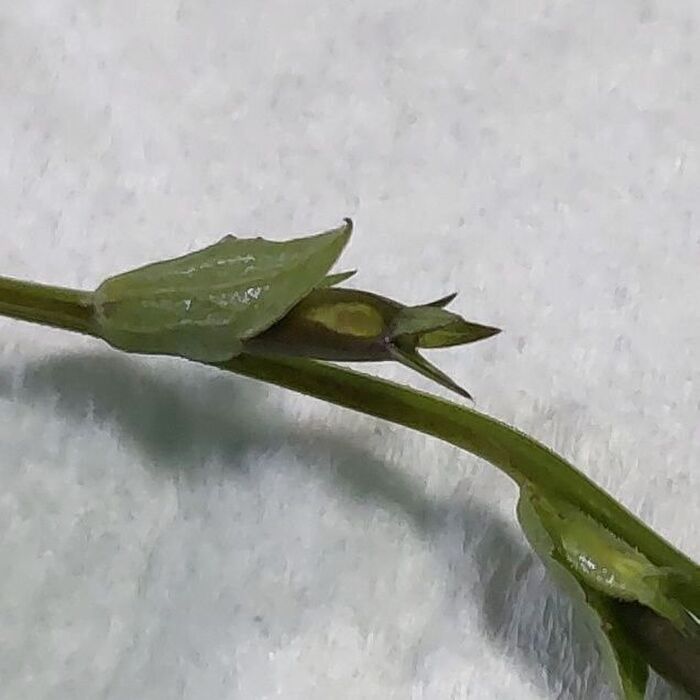 不思議でしたたかな「閉鎖花」って?