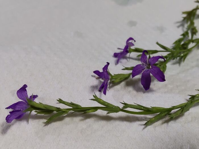 すらっとスレンダーで繊細な植物!