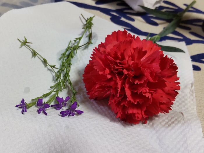 カーネーションと比較してみましたよ。