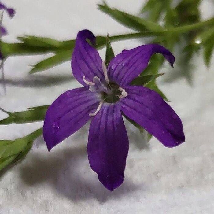 ヒナキキョウソウの花言葉は「明るい」「陽気」です。