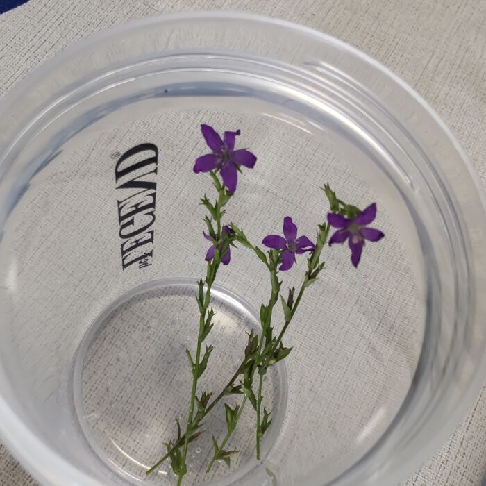 葉腋に、紫色の星形の花を一つずつけるのが特徴です。