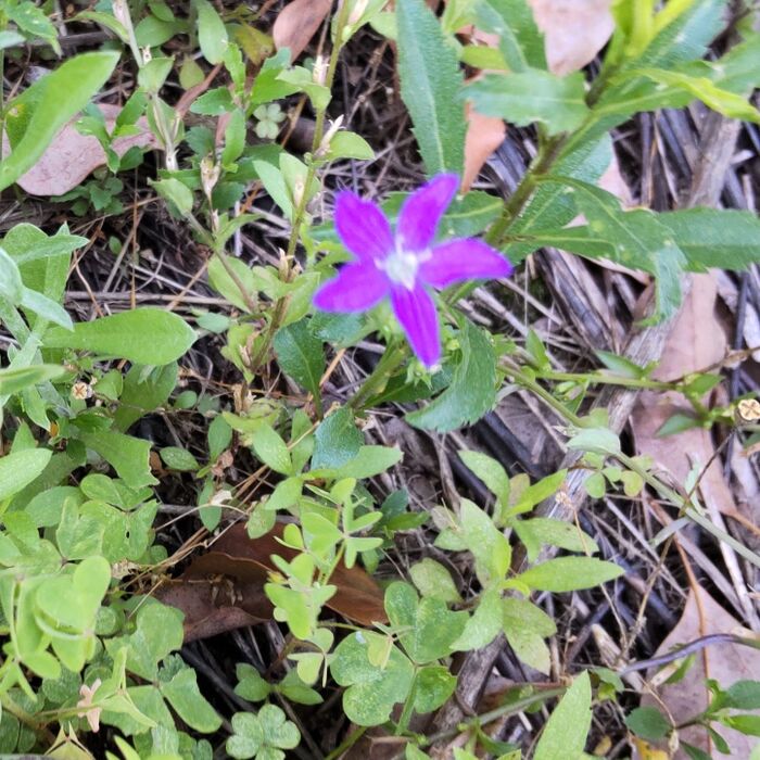 ヒナキキョウソウは、帰化植物です。