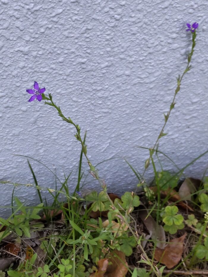 この植物は「ヒナキキョウソウ(雛桔梗草)」別名は「ヒメダンダンギキョウ」。