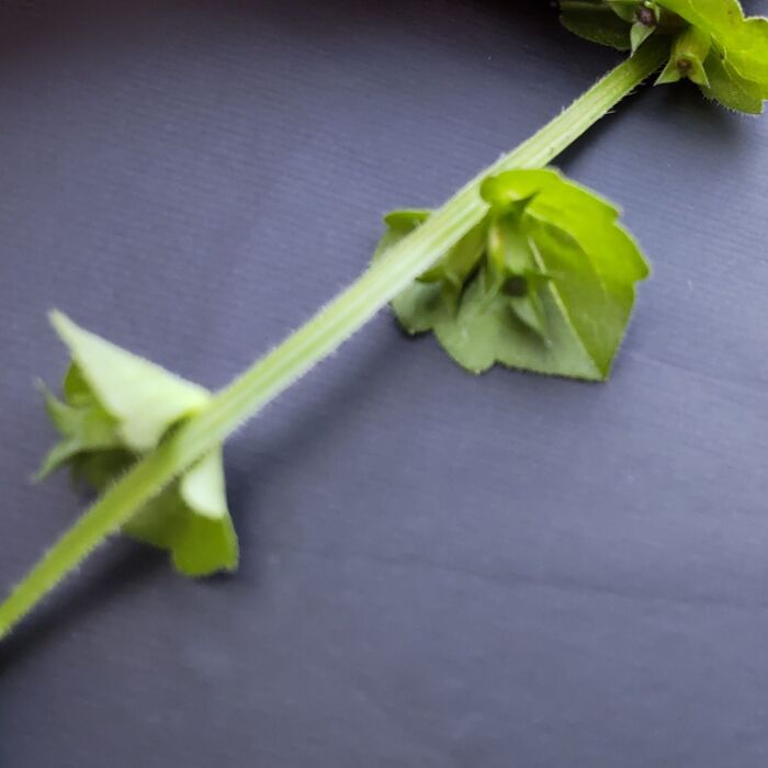 特徴的な「キキョウソウ」の葉