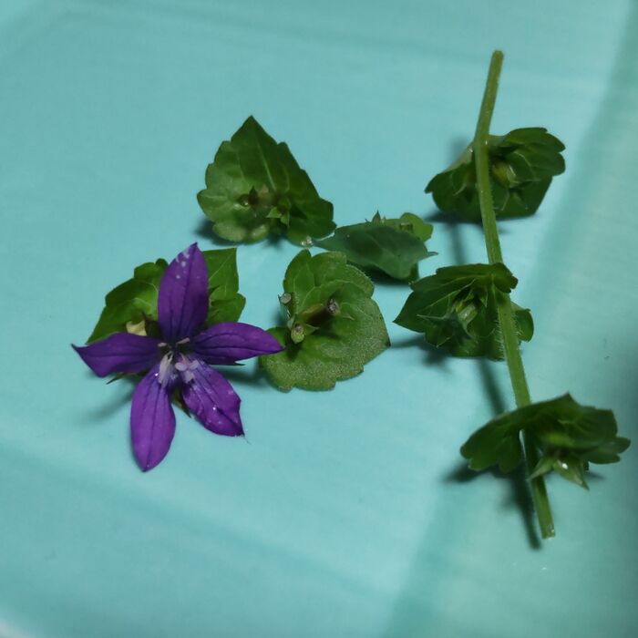 この植物は「キキョウソウ(桔梗草)」。別名は「ダンダンキキョウ」