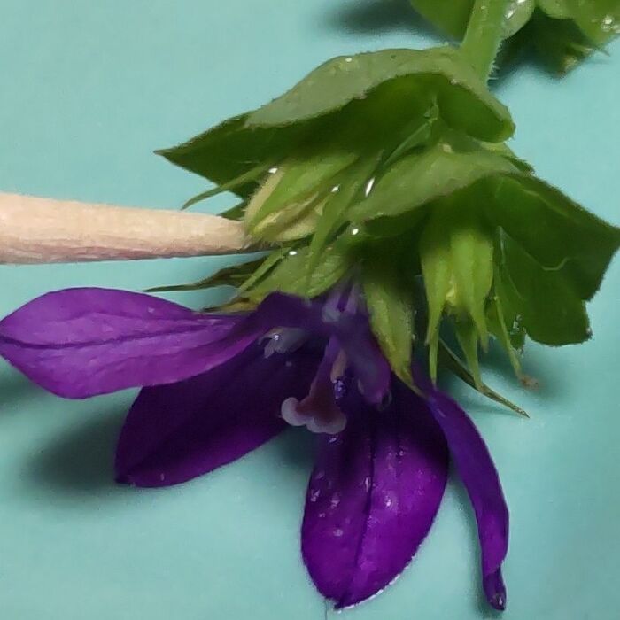 こちらは「キキョウソウ」です。