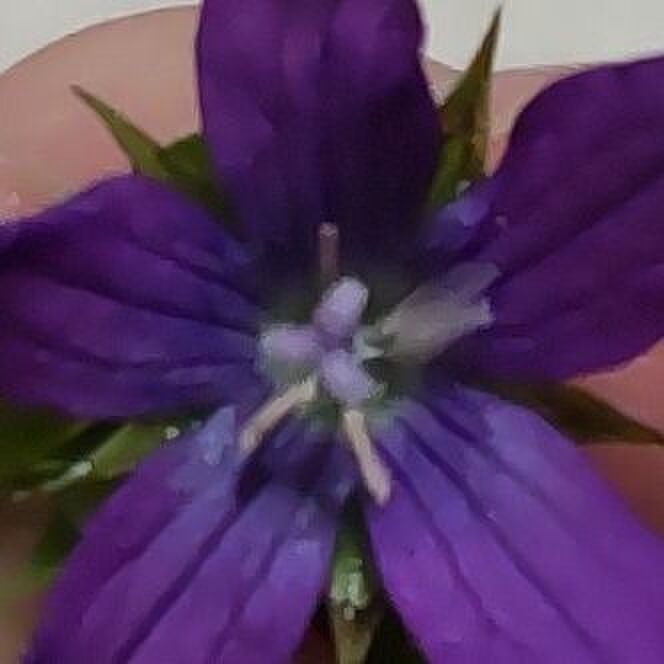 キキョウソウの花言葉 キキョウソウの花言葉は、「やさしい愛」「ひとあたりがいい」