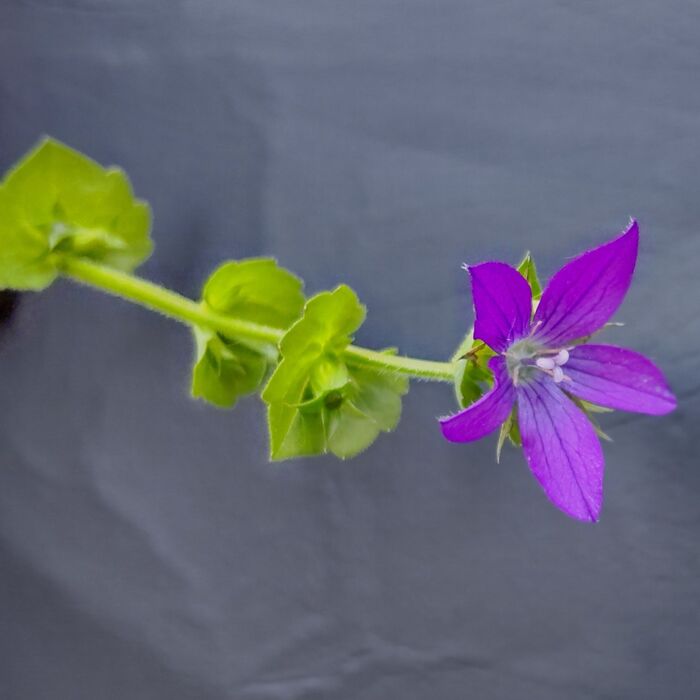 似たものに「キキョウソウ」がありますが、そのキキョウソウとヒナキキョウソウは、北アメリカ由来の外来種で帰化植物です。