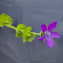 【5月の道端の雑草】偶然出会えてびっくり!「桔梗草」とは?毒はある?ちなみに、桔梗は「有毒」です!