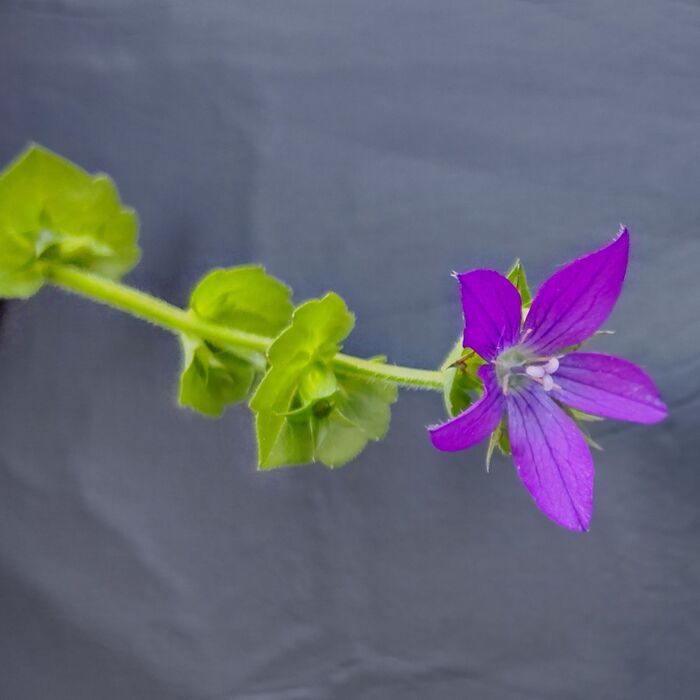 【5月の道端の雑草】偶然出会えてびっくり!「桔梗草」とは?毒はある?ちなみに、桔梗は「有毒」です!