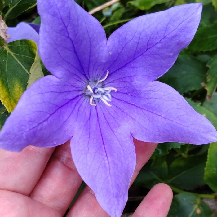 キキョウの花言葉全般は「永遠の愛」「変わらぬ愛」「気品」「誠実」