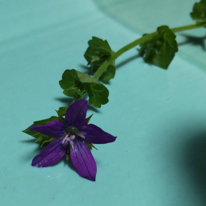 「キキョウソウ」も、誤って口に入れないようにしたいですね。