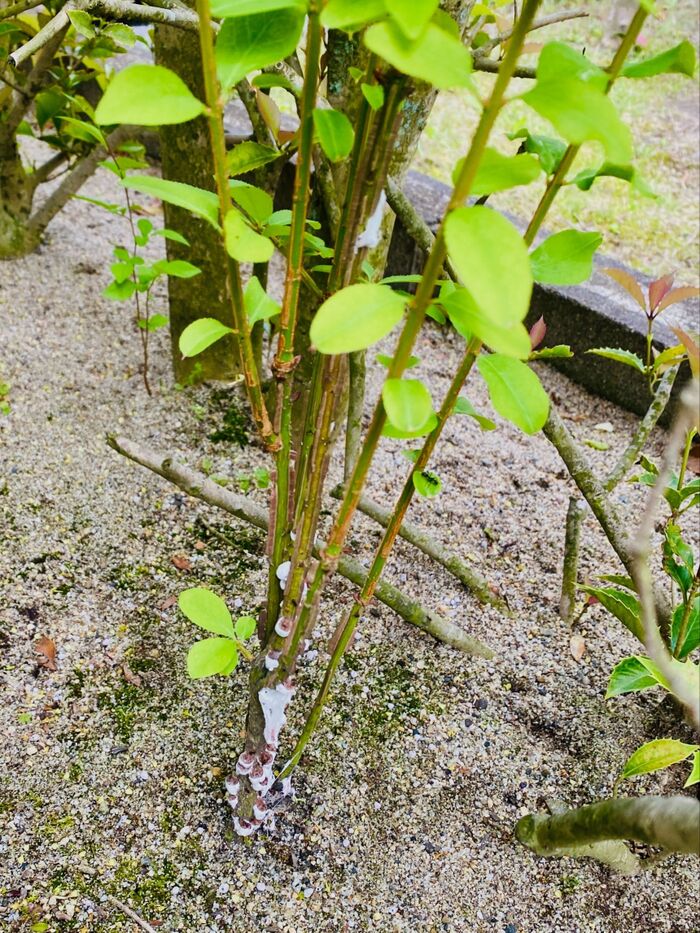 白いゴムのようなものを見たら!早めに処置・歯ブラシだけでOK