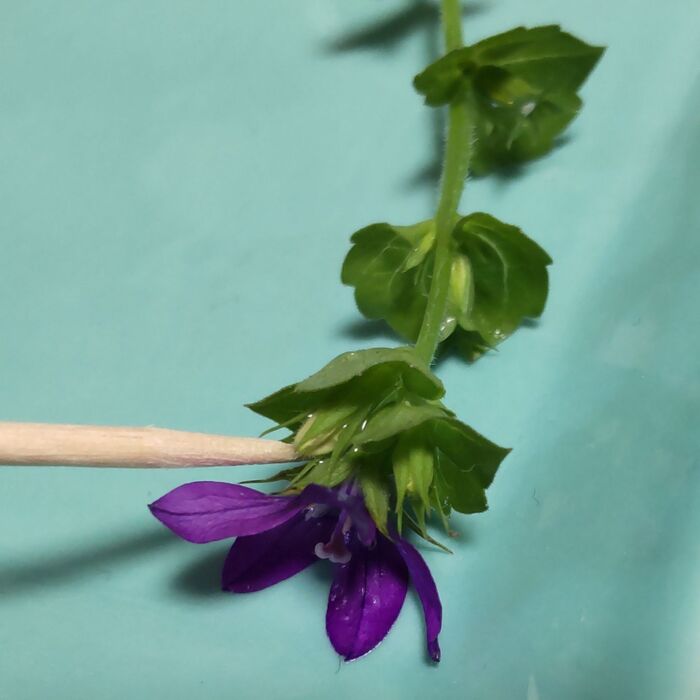 爪楊枝よりも細い茎で、繊細な雑草なんですよ!花周りを撮影してみました!