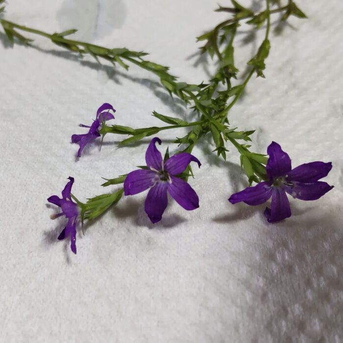 キキョウソウの近縁種にヒナキキョウソウがあります。こちらの植物は「ヒナキキョウソウ」です