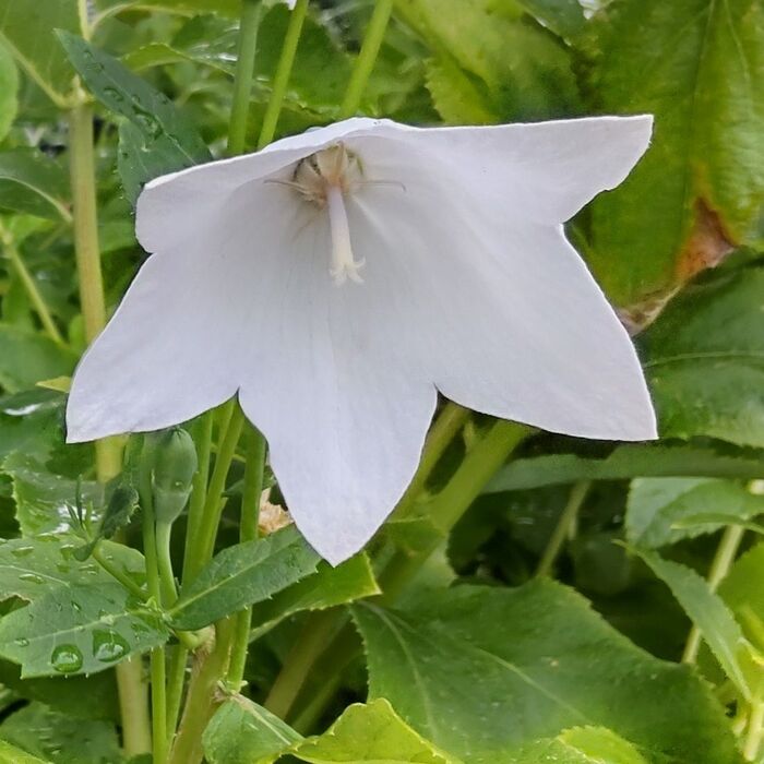 ちなみに、キキョウは「有毒」です。全草に毒が含まれています。