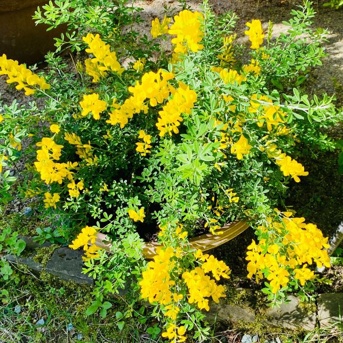 ガーデニングのお花選びに迷ったら!オススメ