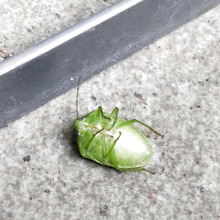 あるものが効く?瀕死の状態になった「カメムシ」悪臭の一撃を食らうことなく捨てれたよ!その方法とは?