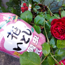 園芸の救世主!「カメムシ」も虫の息!花の厄介な虫・病気にこの1本!