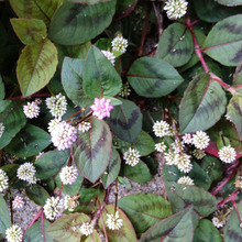 【5月の道端の有毒雑草】お子様、ペット注意!ピンクや白の金平糖のようなお花はゾンビで毒ありです!?