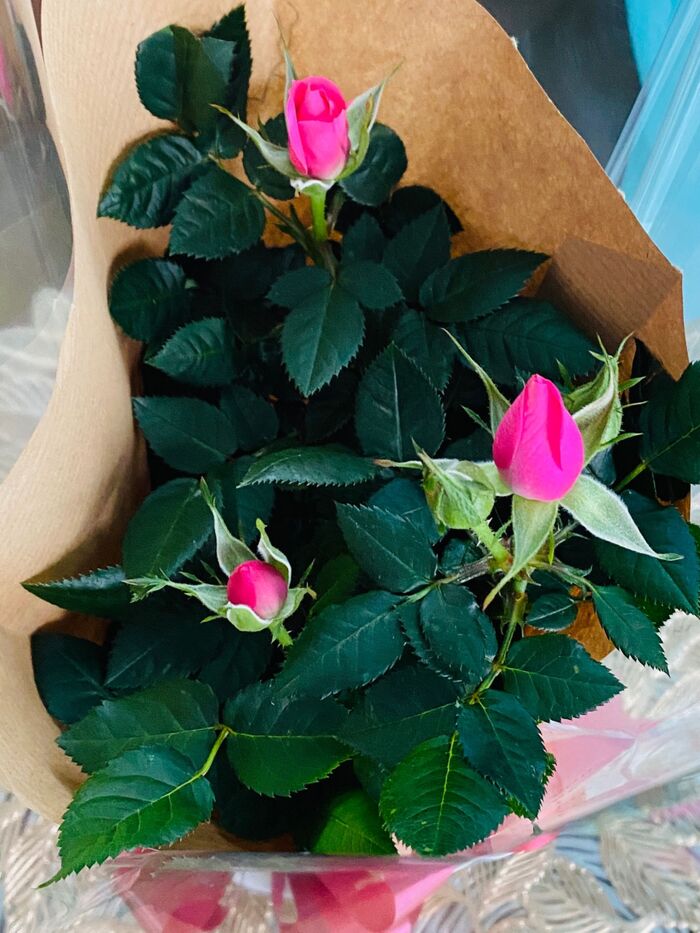 超簡単!1ポットのバラが3ポットに!鮮やか♡