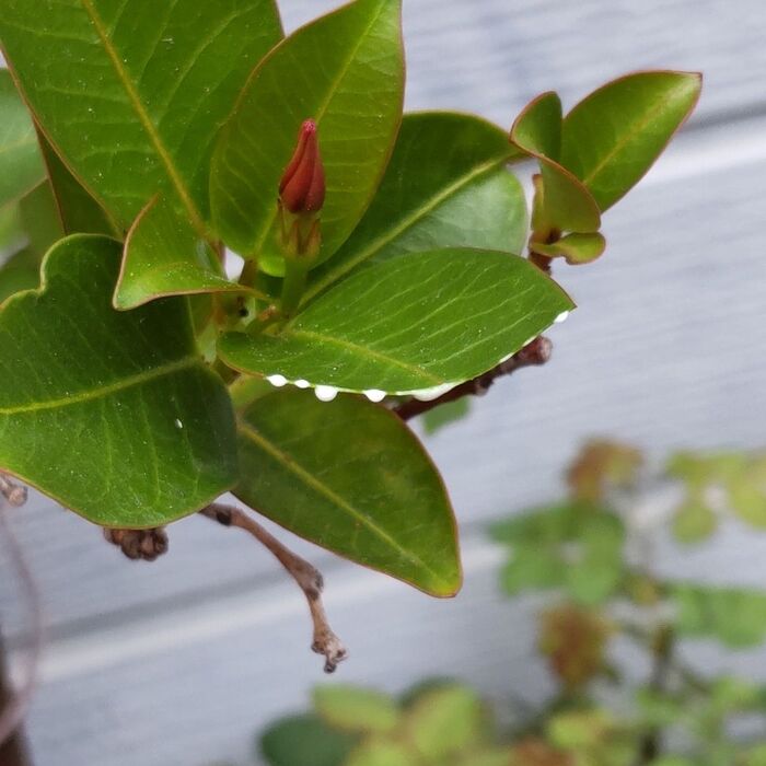 マンデビラは『有毒』です。試しにハサミで葉を切ってみましたよ。『白い汁』が溢れ出してきます