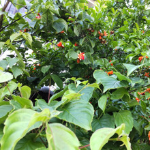 仰天!道端に『赤いたこウインナー』がたくさん落ちていた!笑わせて怖がらせてもくれる植物の正体!