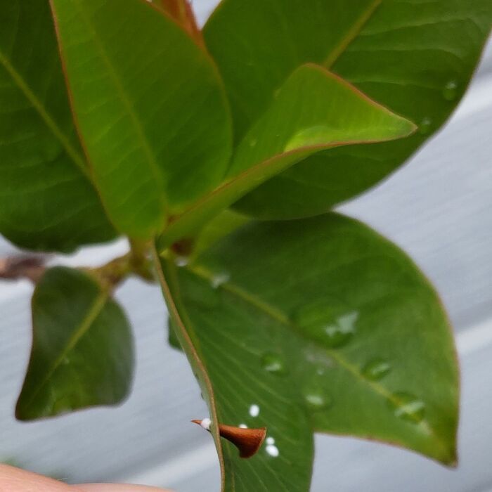 薔薇の棘で葉を貫いてみると、すぐに白い汁が出てきます。毒性は…