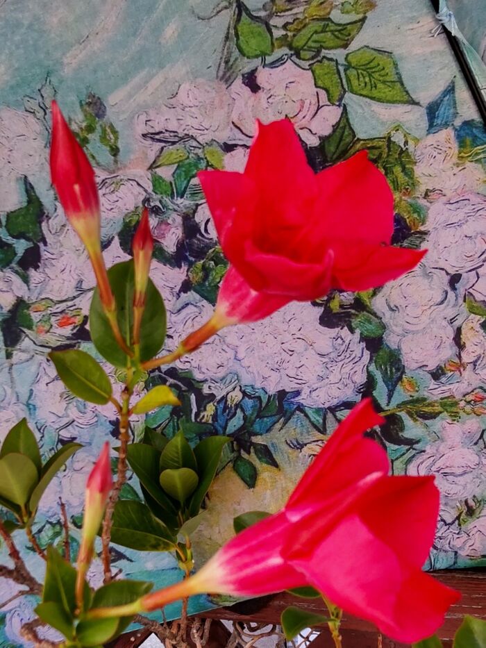 キョウチクトウ科の植物は全体に『毒性』が高いです。代表的なのはこちらのマンデビラ!根から花まで猛毒成分があります