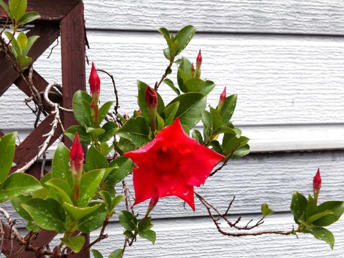普通に花や葉に触っても大丈夫なので、園芸店でも販売されていますよ!