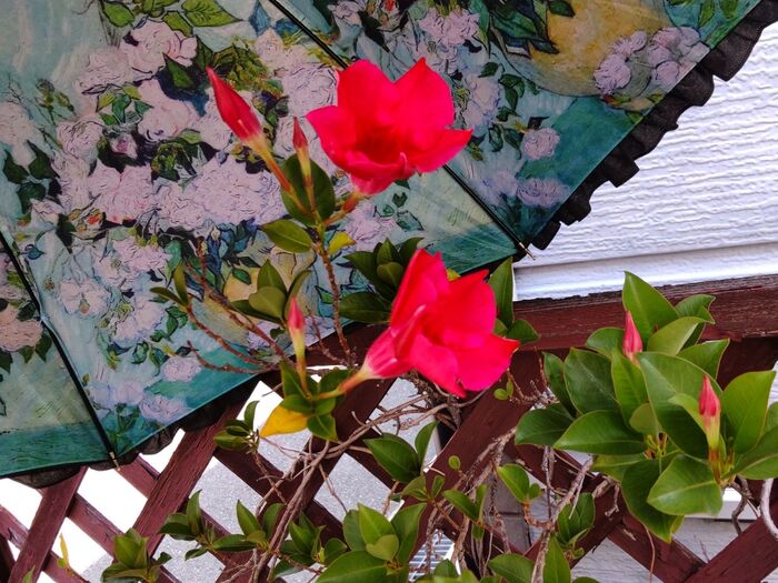 この植物は「マンデビラ」です。「サンパラソル」とも呼ばれています